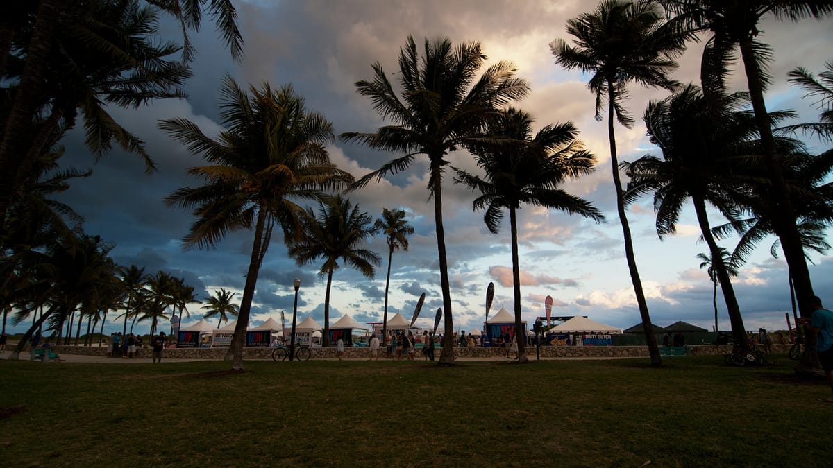 Palm trees along a sunlit Miami beachfront